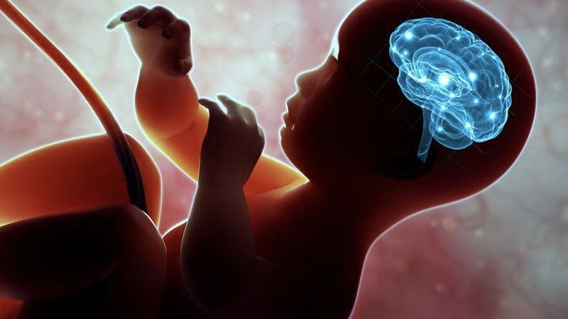 NataPure DHA hỗ trợ hình thành và hoàn thiện cấu trúc não bộ thai nhi