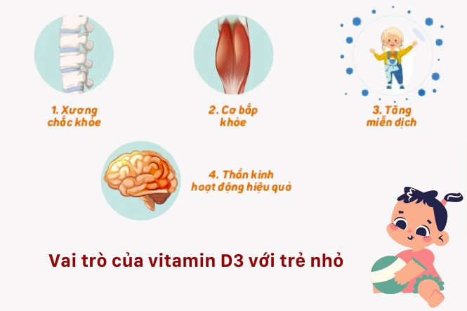 Vitamin D3 đặc biệt quan trọng đối với hệ xương, răng và khả năng hấp thu canxi ở trẻ